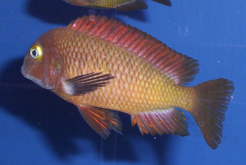 Tropheus sp. 'red' Chilanga